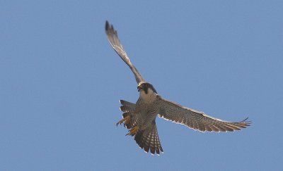 IMG_0706-1.jpg