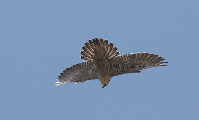 IMG_0794-1.jpg