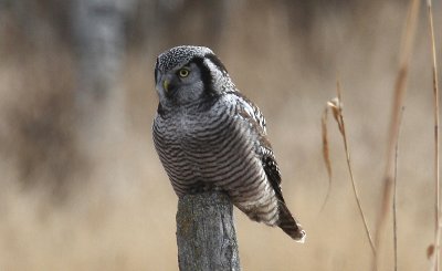 Northern Hawk Owl...first for the season