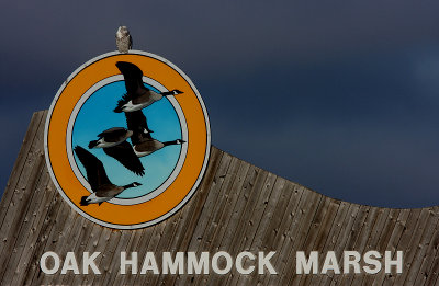 Oak Hammock Marsh