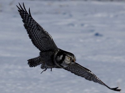 Hawk Owl...hunting