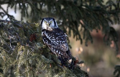 Hawk Owl..cache