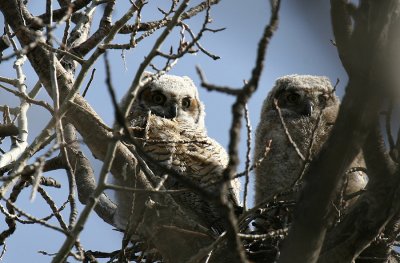 Great Horned Owls 2010