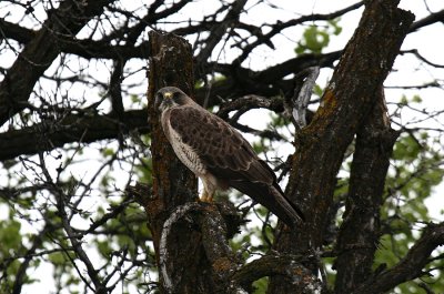 Swainson Hawk