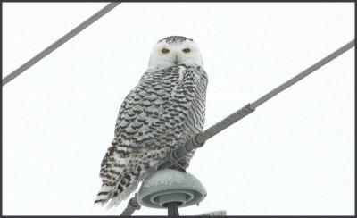 Snowy Owl