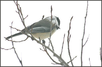 Chickadee1.jpg