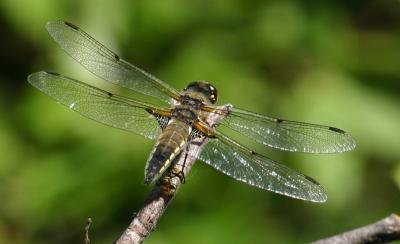 Four-spotted skimmer