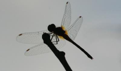 dragonfly