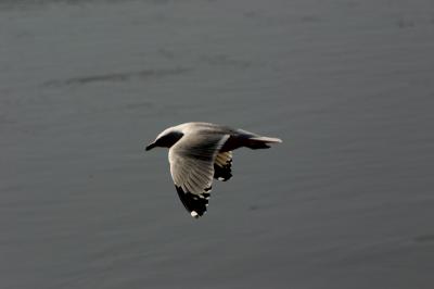 gull5.jpg