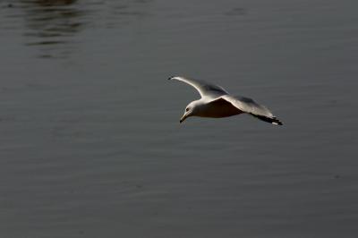 gull6.jpg