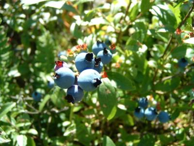 blueberries.JPG