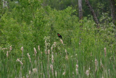 Forest Redwing.JPG