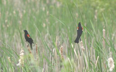 Forest Redwings.jpg