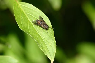 horsefly