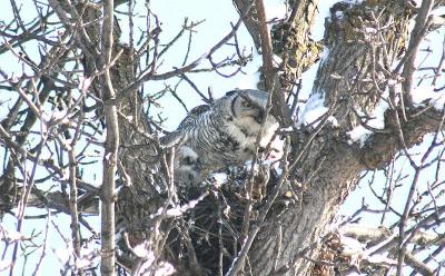 can see two owlets
