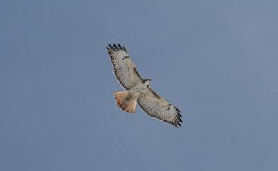 Redtail Hawk