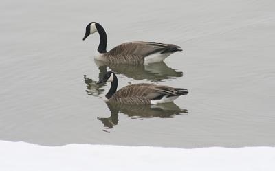 Red River Geese