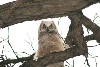 redeye