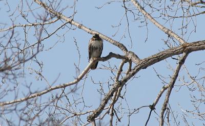perched Redtail.jpg