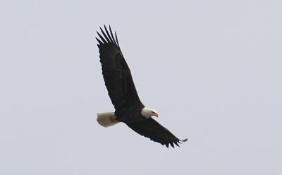 soaring eagle.jpg
