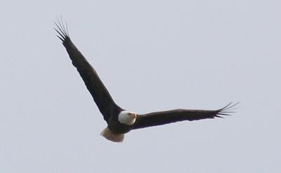 soaring eagle1.jpg