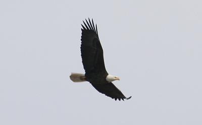 soaring eagle3.jpg
