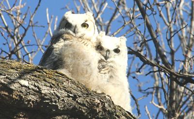 Owlets April 12.jpg