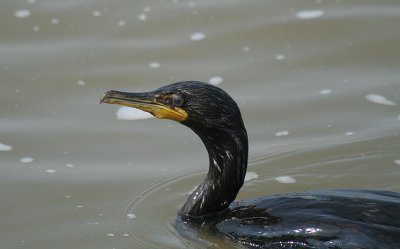 ...cormorant...