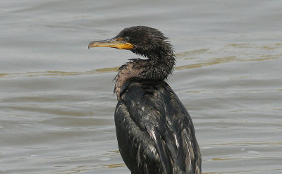 ...cormorant...