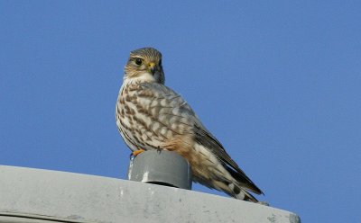 ...Merlin-male...