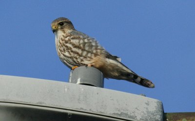 ...Merlin-male...
