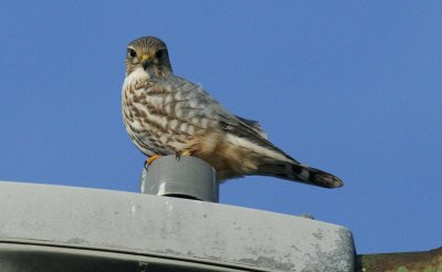 ...Merlin-male...
