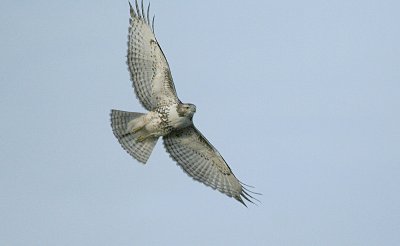 Red-tail ( immature )