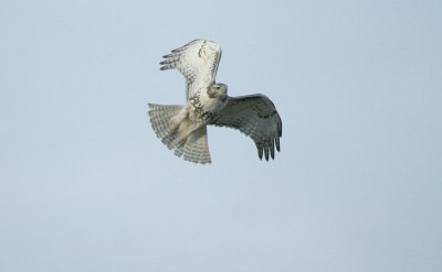 Red-tail ( immature )