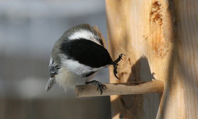 Chickadee