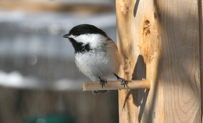 Chickadee