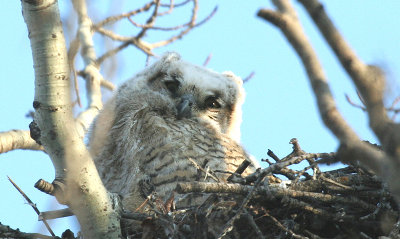Great Horned Owls 2008
