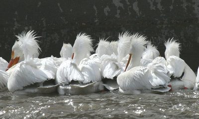 Pelicans... Herons...Cormorants