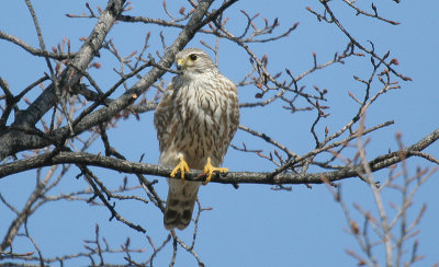 ...Merlin...