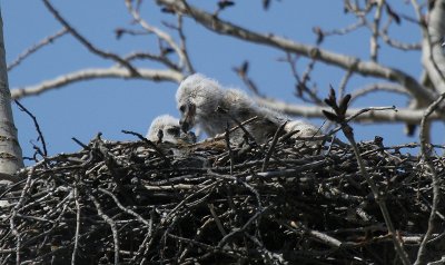 Great Horned Owls Nest # 2