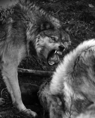Feeding Time For The Wolves!!!  WARNING Somewhat GRAPHIC!!