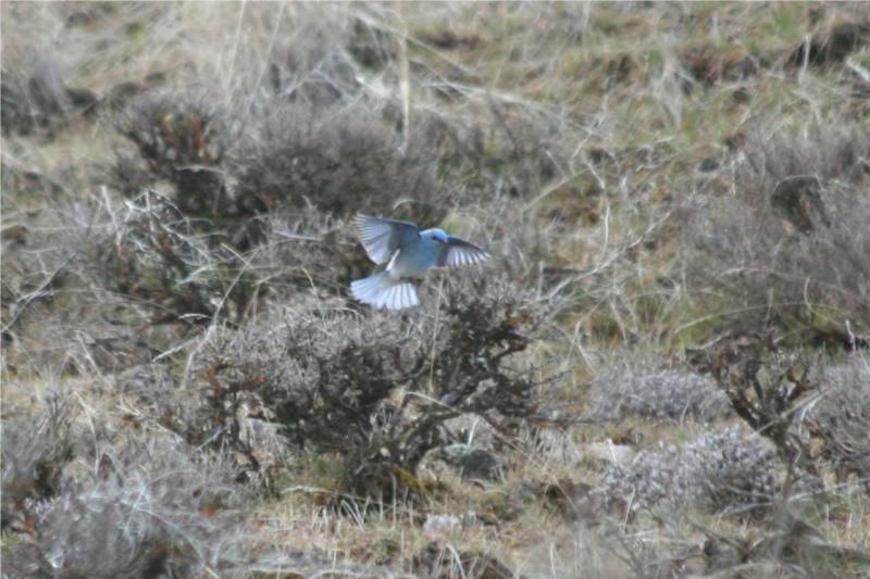 Mountain Bluebird 348
