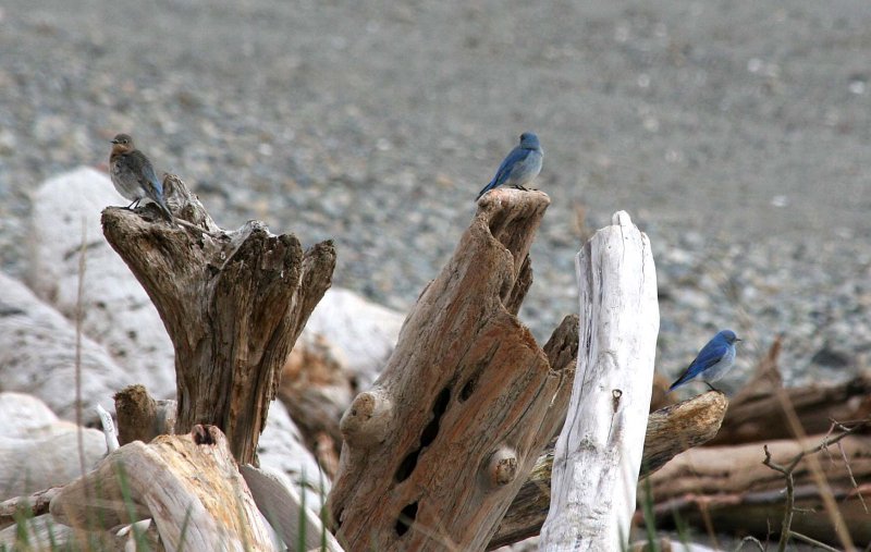 Mountain Bluebird  348