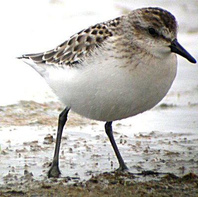 Semipalmated Sandpiper  167