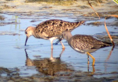 Ruff  180 w/ Lesser Yellowlegs