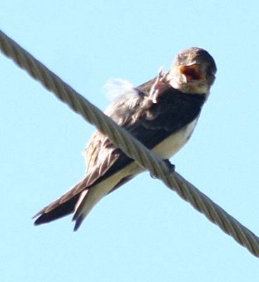 Bank Swallow  325