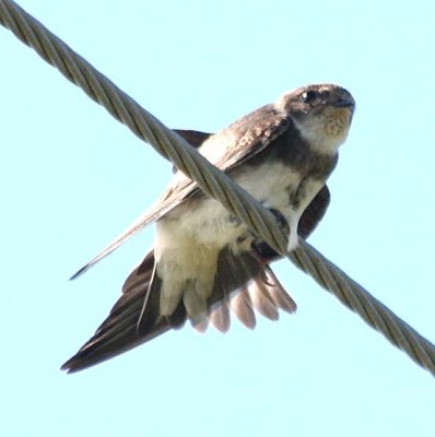 Bank Swallow  325