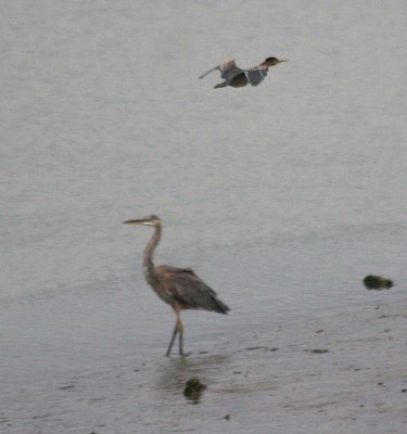 Green Heron 103 and Great Blue Heron