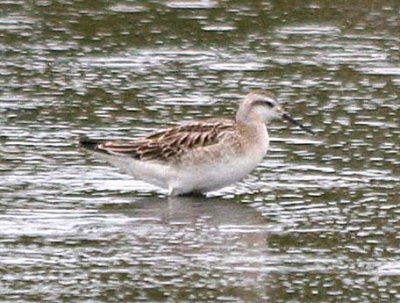 Wilson's Phalarope  184