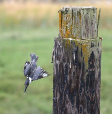 Belted Kingfisher  268